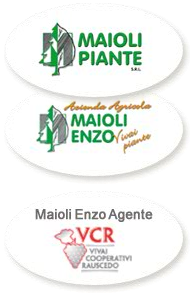Maioli Piante, Azienda Agricola Maioli Enzo Vivai Piante, MAIOLI ENZO AGENTE VCR