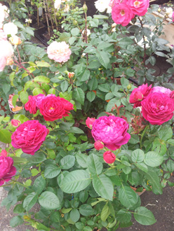 rose-antiche